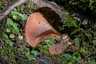 Narancsvörös kocsonyásgomba (Guepinia helvelloides), Bihar-hegység, Pádis